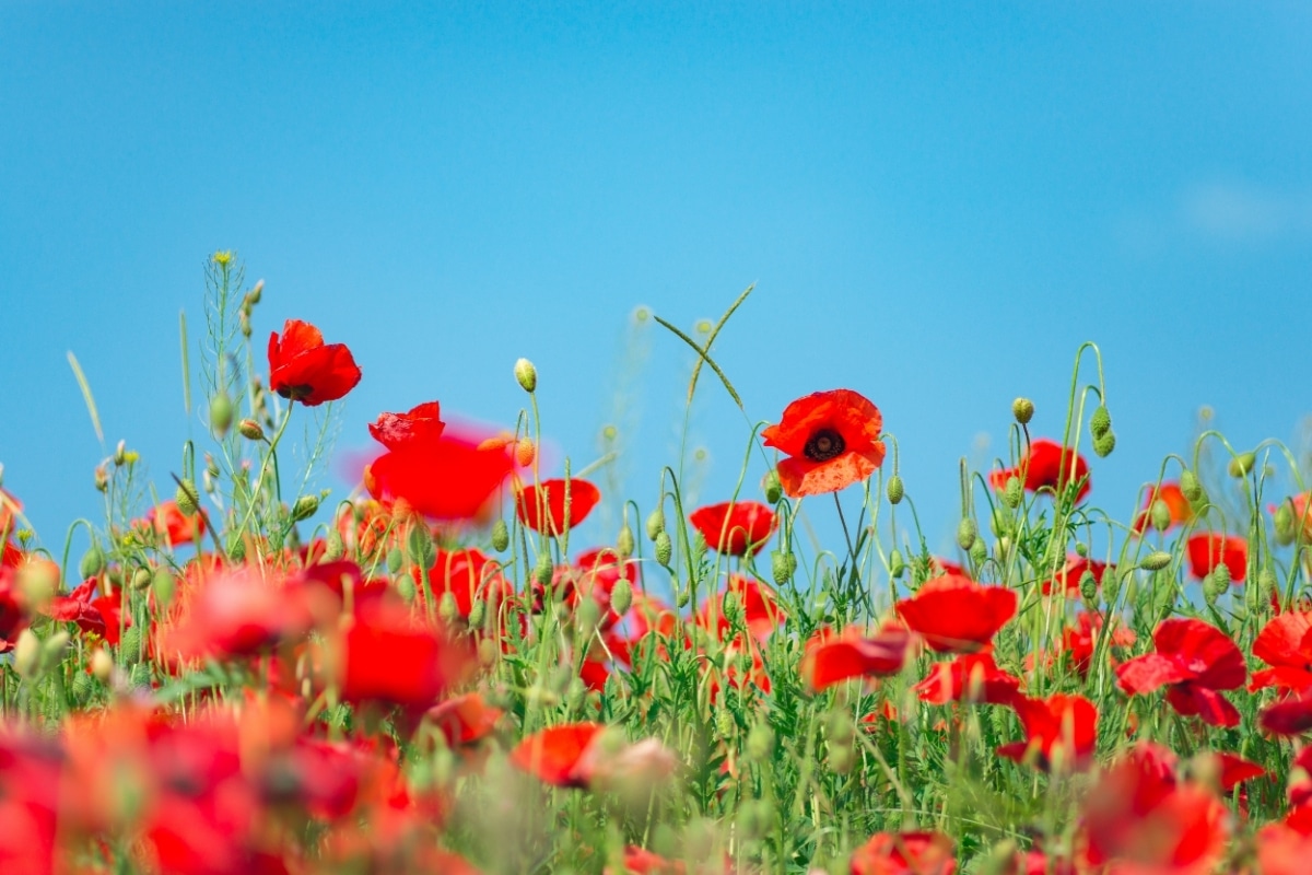 Anzac Poppies